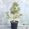 pusis austriaca
